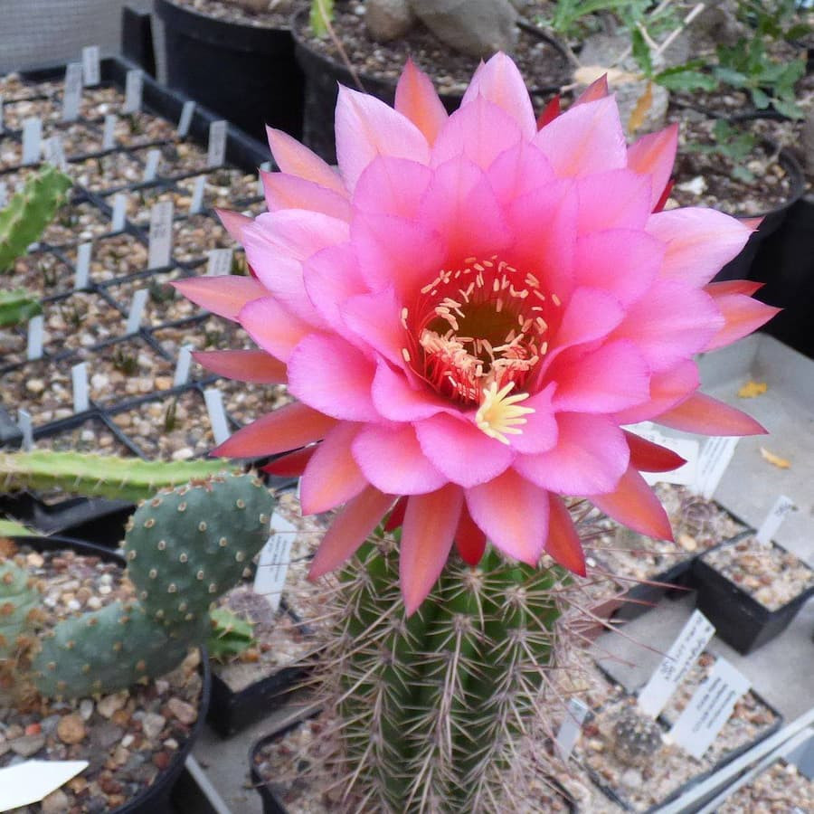 Paramount Hybriden Trichocereus x Echinopsis Mix
