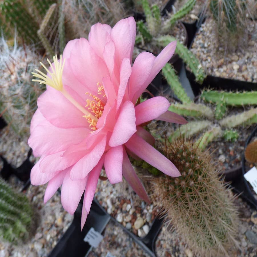 Paramount Hybriden Trichocereus x Echinopsis Mix