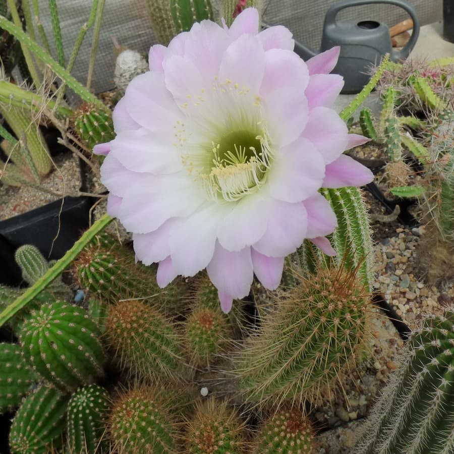 Paramount Hybriden Trichocereus x Echinopsis Mix