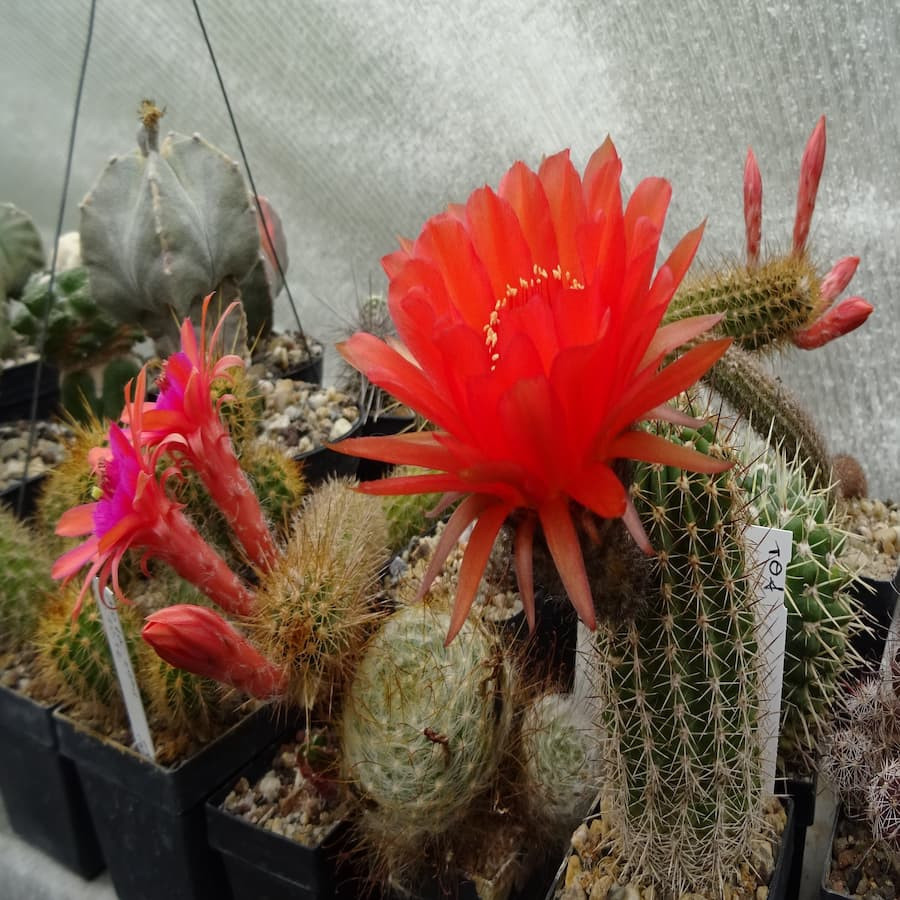 Paramount Hybriden Trichocereus x Echinopsis Mix
