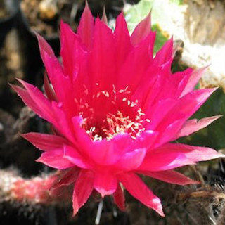 Echinopsis Hyb. Aubergine