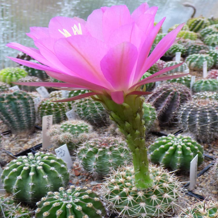 Echinopsis karmesiana var.mamillosa