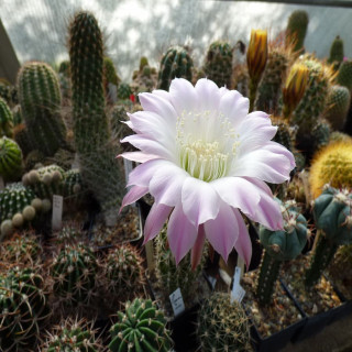 Echinopsis leucantha