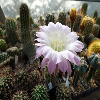 Echinopsis leucantha