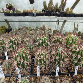 Echinopsis leucantha BKN 26.1 Neue Typ Form