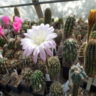 Echinopsis leucantha var. longispina
