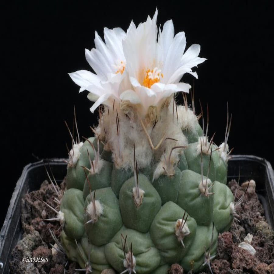 Turbinicarpus lophophoroides