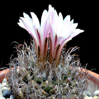 Turbinicarpus pseudomacrochele var. alenae
