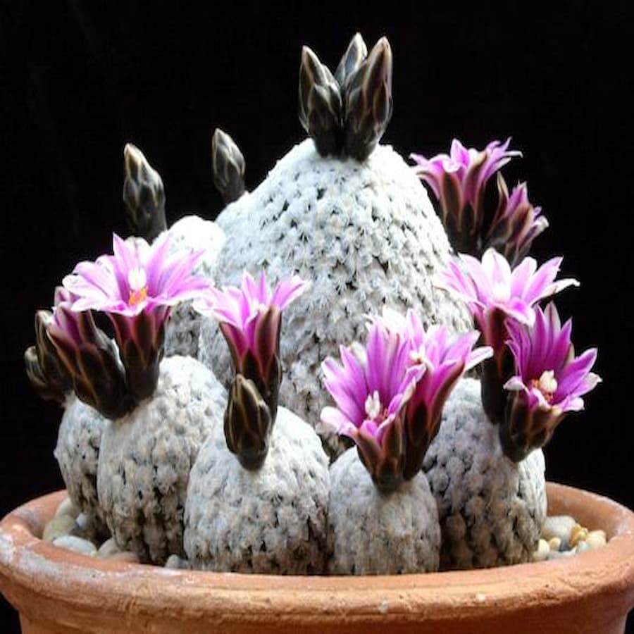 Turbinicarpus valdezianus