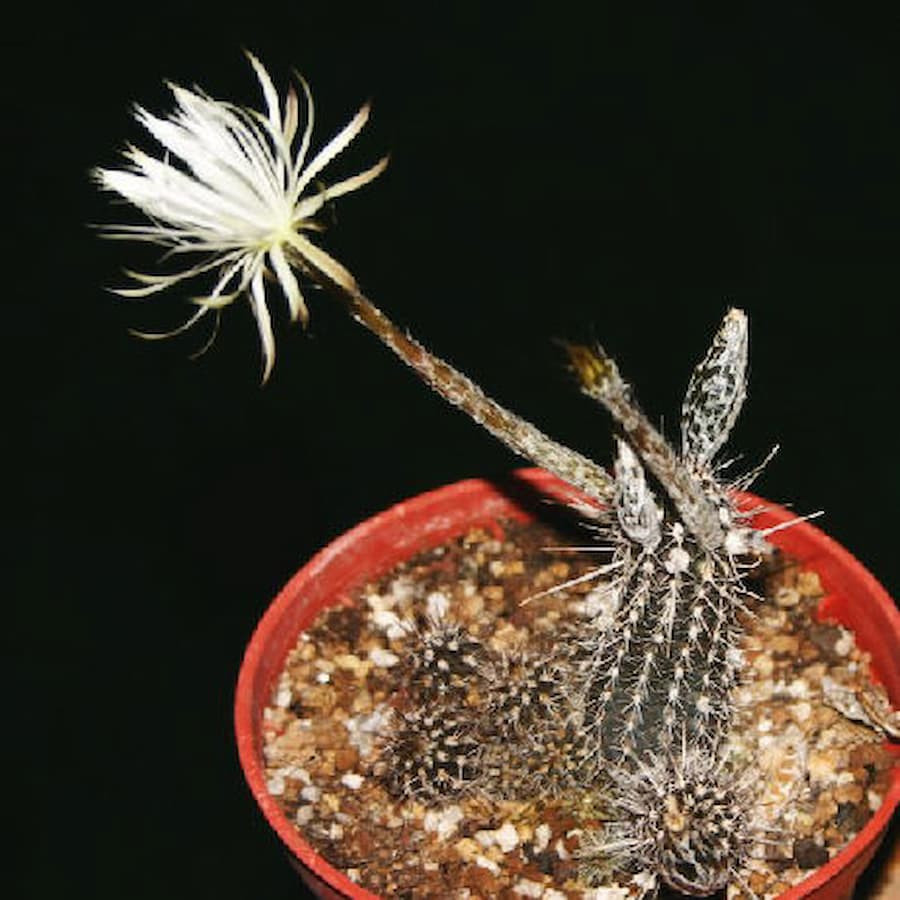 Setiechinopsis mirabilis