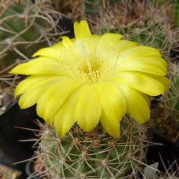 Echinopsis (Lobivia) formosa subs. rosarioana