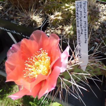 Opuntia polyacantha salmonea