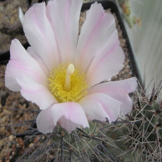 Tephrocactus alexanderi