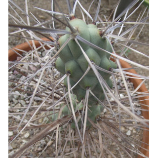 Tephrocactus aoracanthus (hossei)