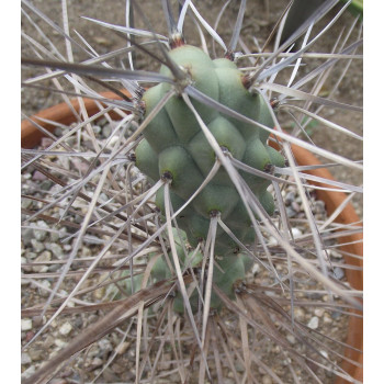 Tephrocactus aoracanthus (hossei)