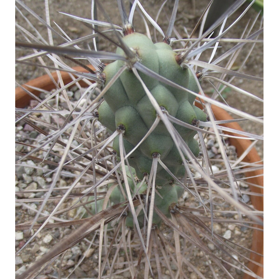 Tephrocactus aoracanthus (hossei)