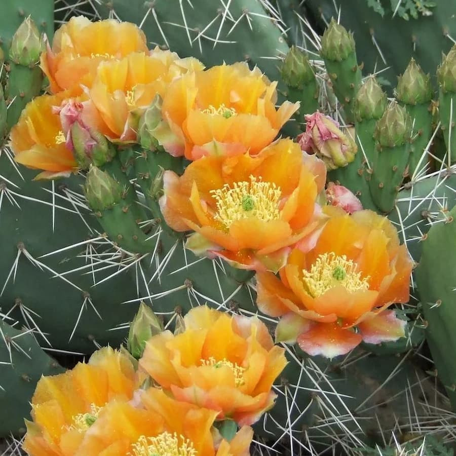 Opuntia phaeacantha `orangeade`