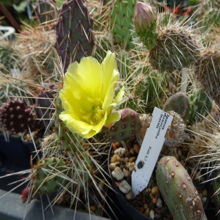 Opuntia polyacantha "f. inermis"