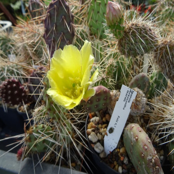 Opuntia polyacantha "f. inermis"