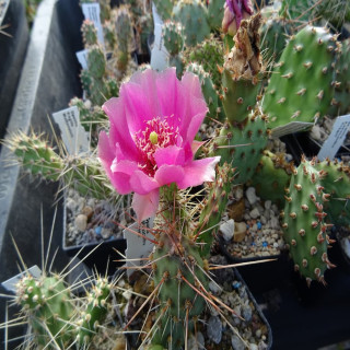 Opuntia macrohirza ` viola `