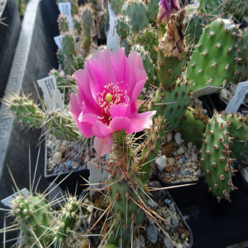 Opuntia macrohirza ` viola `