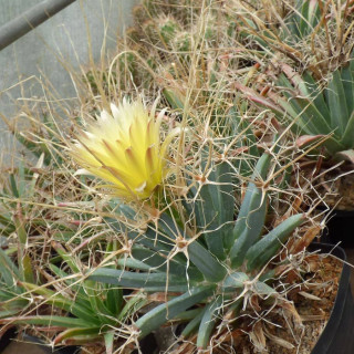 Leuchtenbergia principis