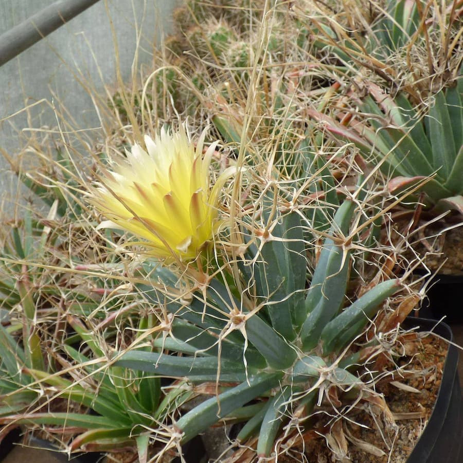 Leuchtenbergia principis