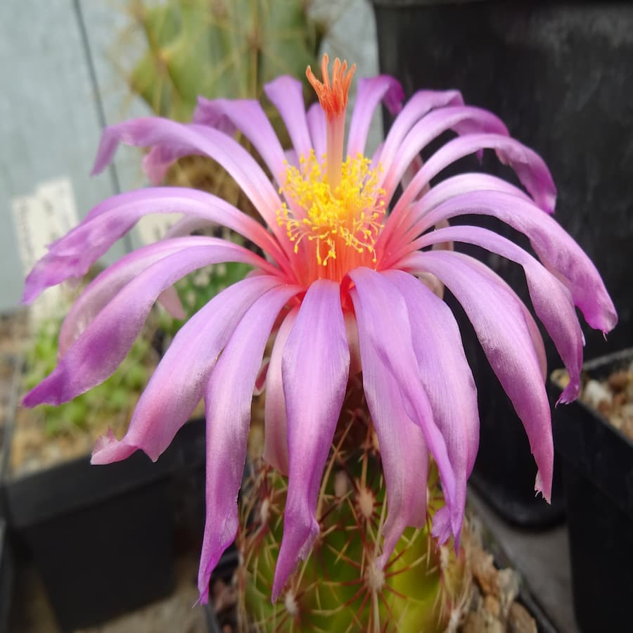 Thelocactus bicolor