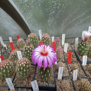 Thelocactus bicolor ssp. zwakii CH 510