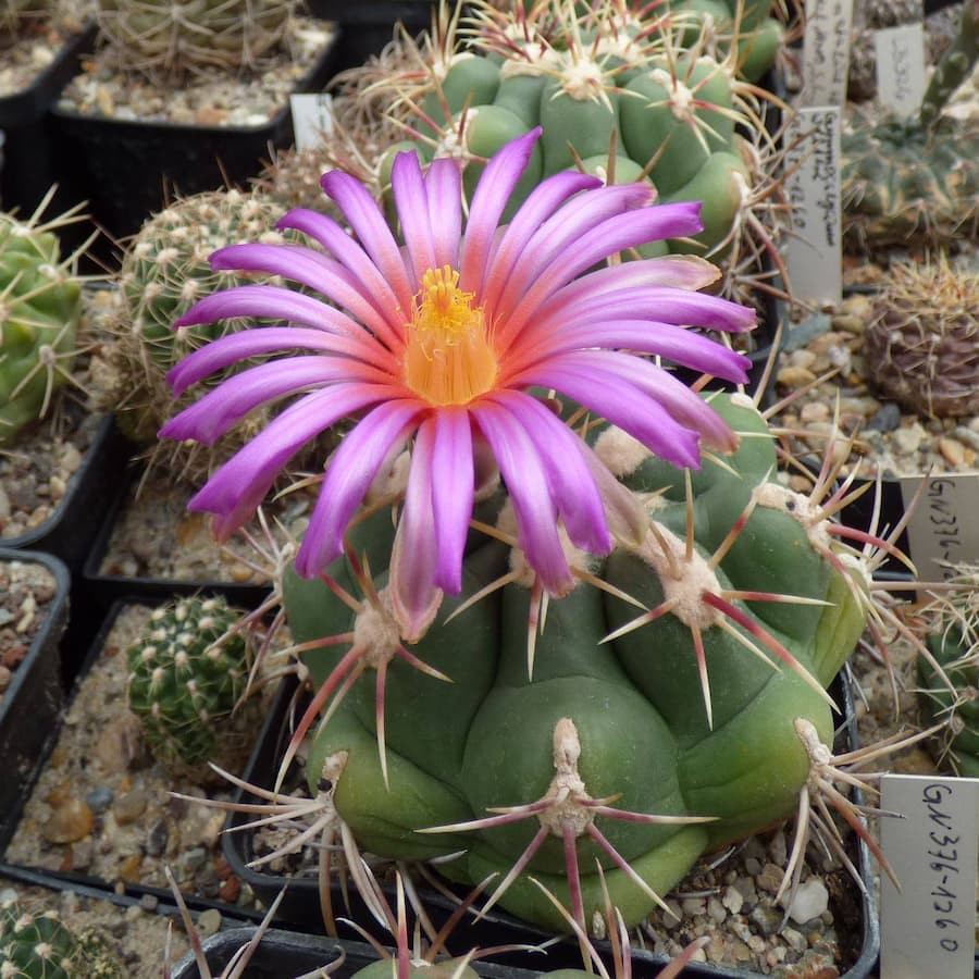 Thelocactus heterochromus  MK 169 -481 Minas Navidad, Durango,selten Mex., selten