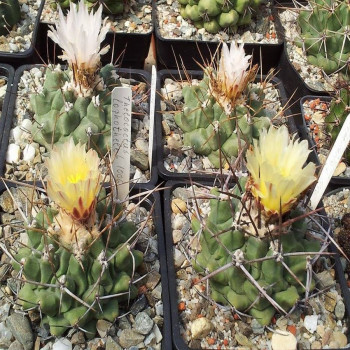 Thelocactus lophothele