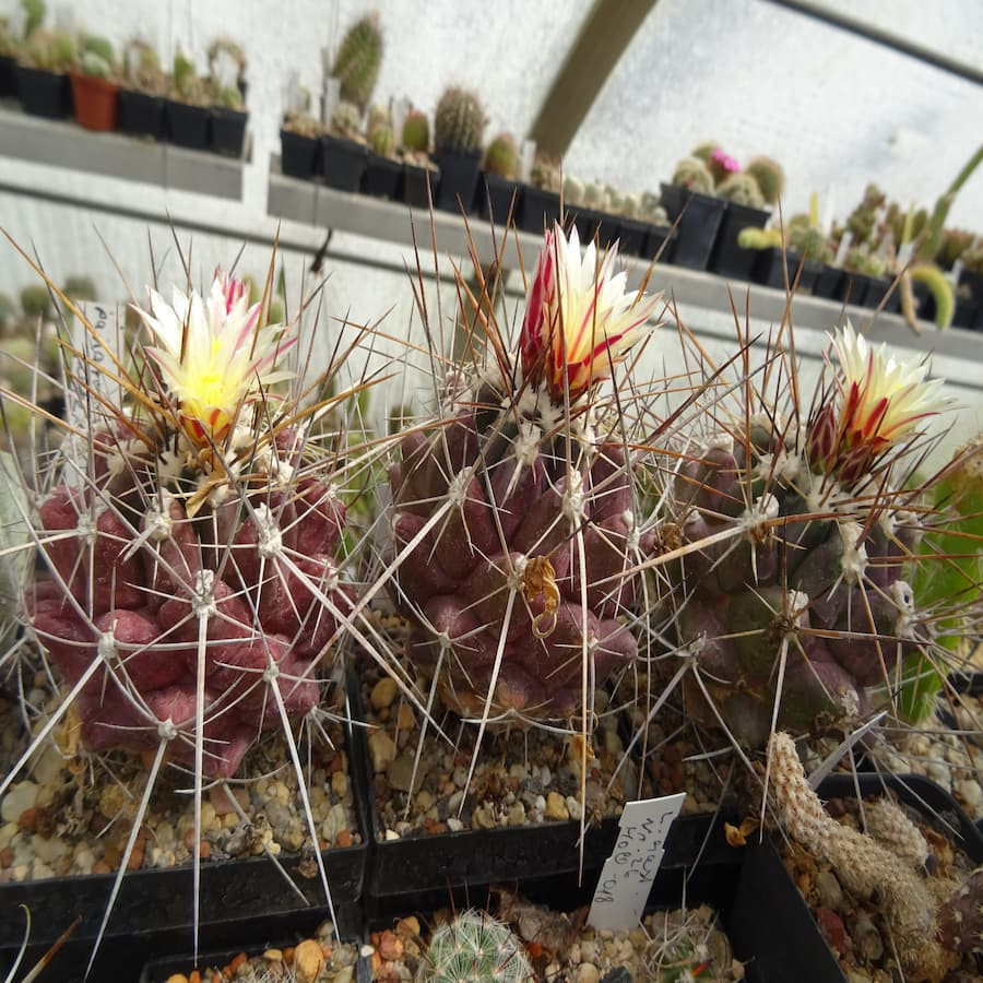 Thelocactus tulense ssp.panarotanus