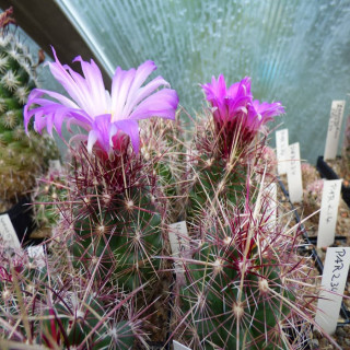 Thelocactus bicolor PAR 234, Bohemia,Coa., mini Form