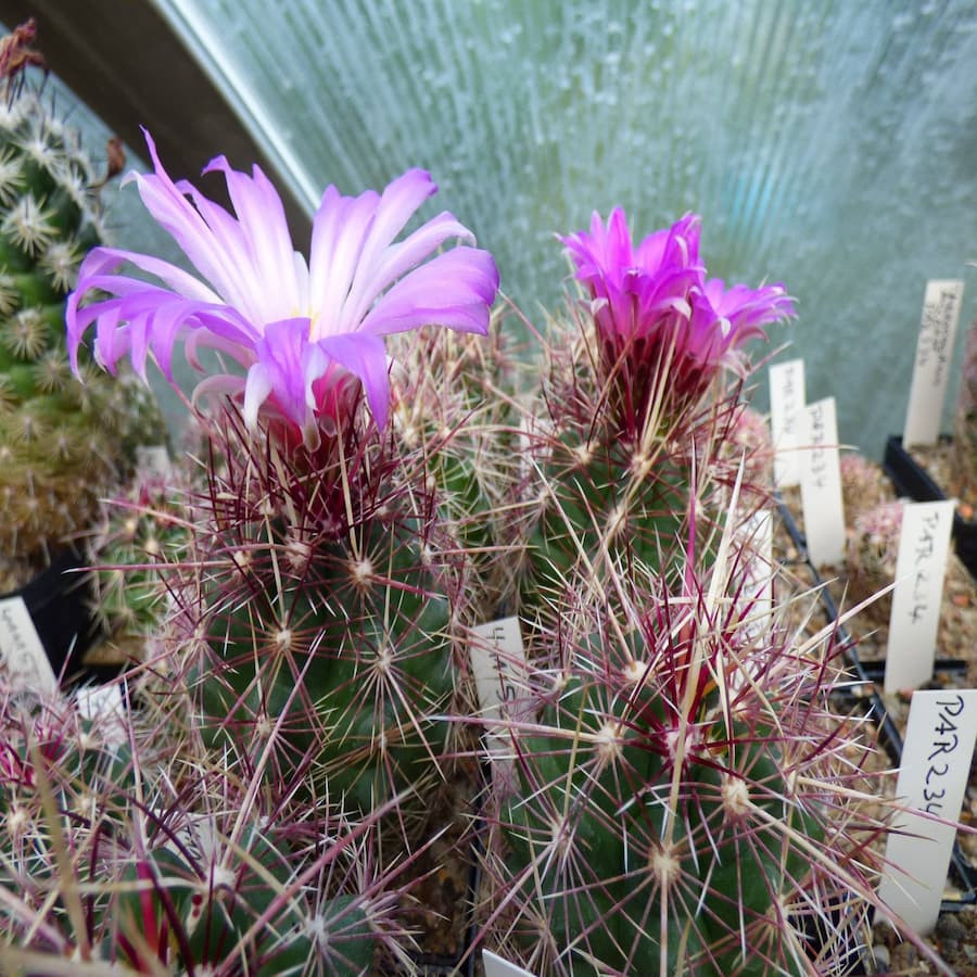 Thelocactus bicolor PAR 234, Bohemia,Coa., mini Form