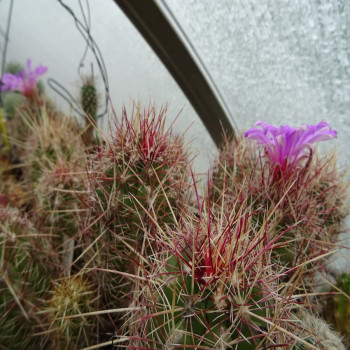 Thelocactus bicolor var. bolansis, große Pflanzen