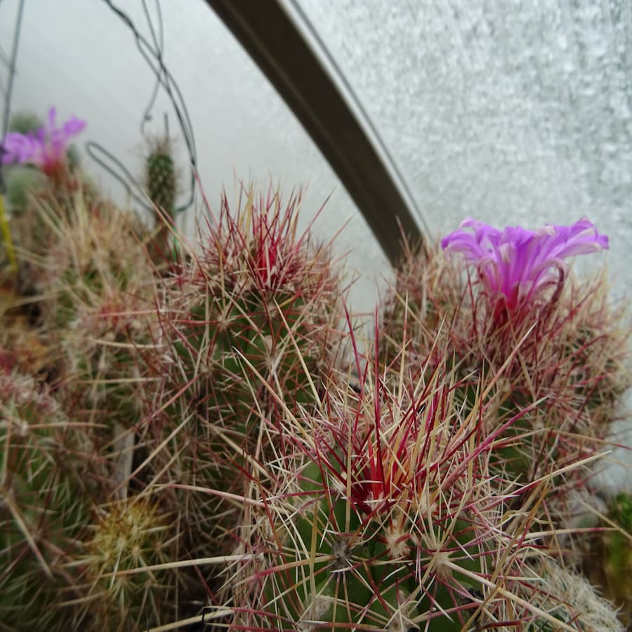 Thelocactus bicolor var. bolansis, große Pflanzen