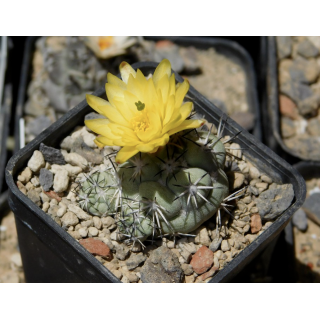 Ortegocactus macdougallii, ganz selten