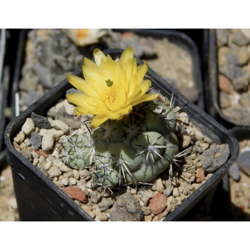 Ortegocactus macdougallii, ganz selten