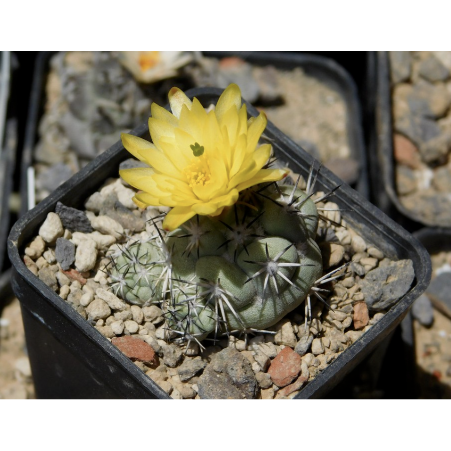 Ortegocactus macdougallii, ganz selten