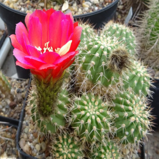 Trichocereus (Echinopsis) purpureominiata
