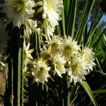 Trichocereus pachanoi , aus Samen gezogen, Unterlagen