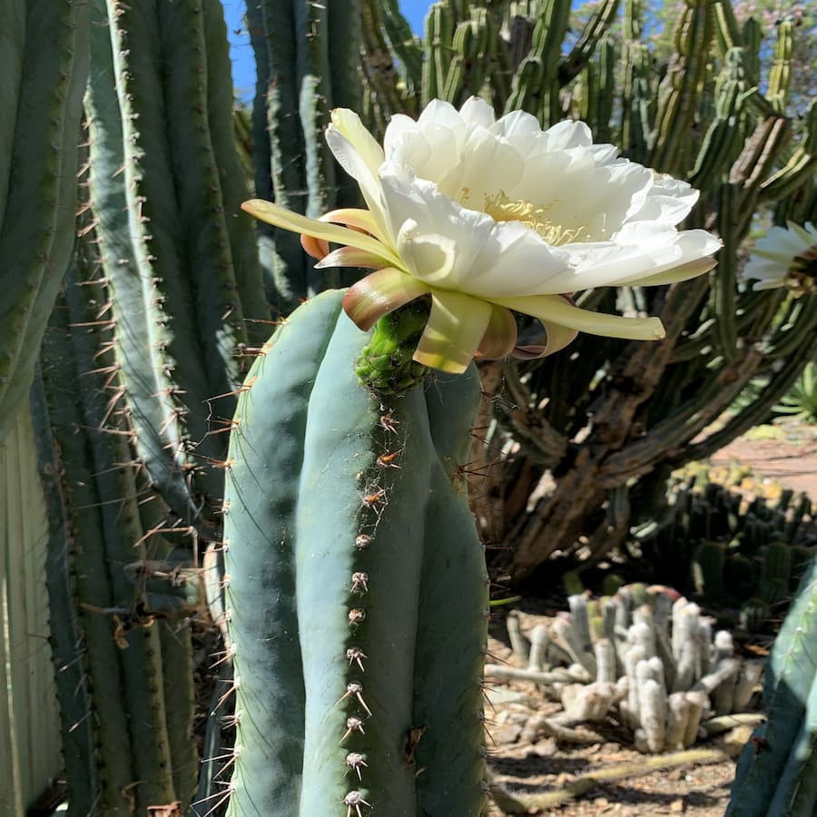 Trichocereus peruvianus