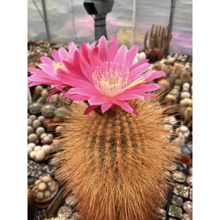 Trichocereus tarijensis var. poco f. topsenilis