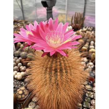 Trichocereus tarijensis var. poco f. topsenilis