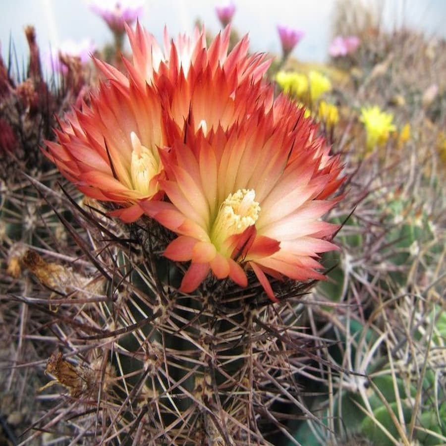Pyrrhocactus andreanus
