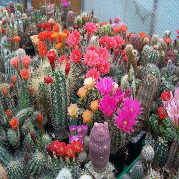 Echinocereus Mix