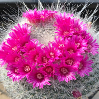 Mammillaria hahniana