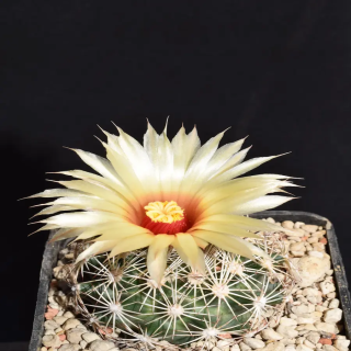 Coryphantha echinus Tucson Arizona ,USA