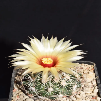 Coryphantha echinus Tucson Arizona ,USA