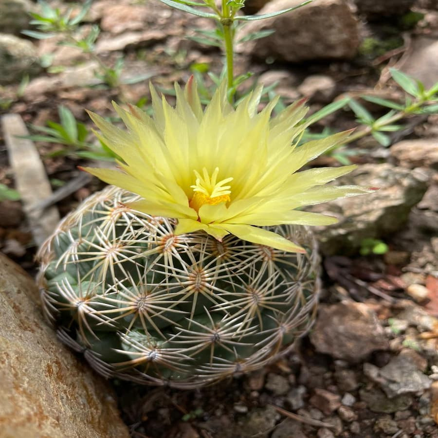 Coryphantha radians